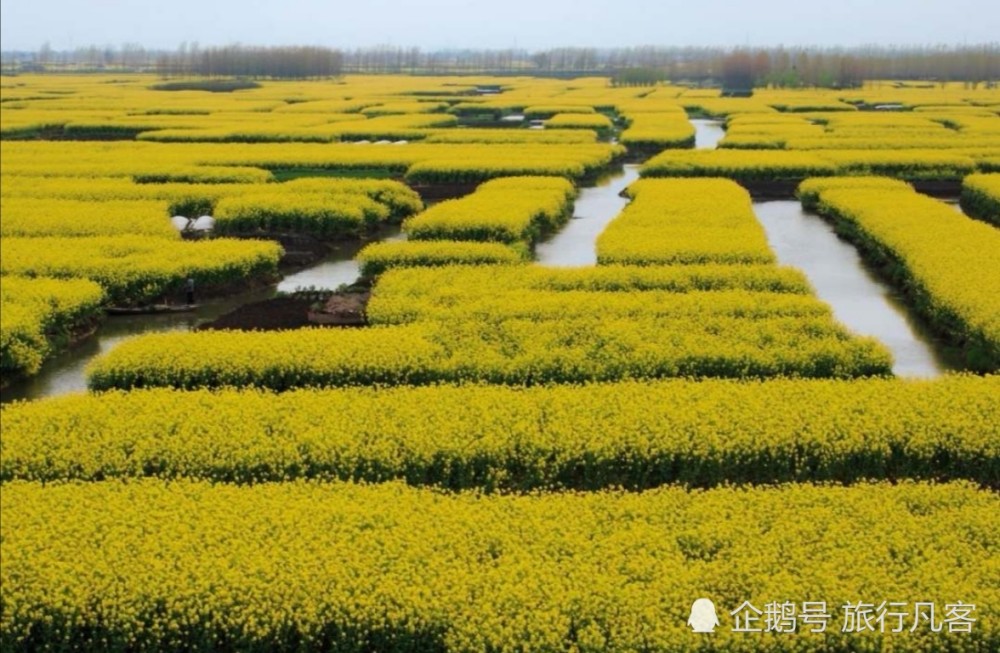 兴化,江苏兴化,菜花,清明节