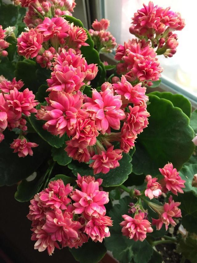 4月养长寿花,注意这3个养护技巧,还能再开几茬花,叶大花更美