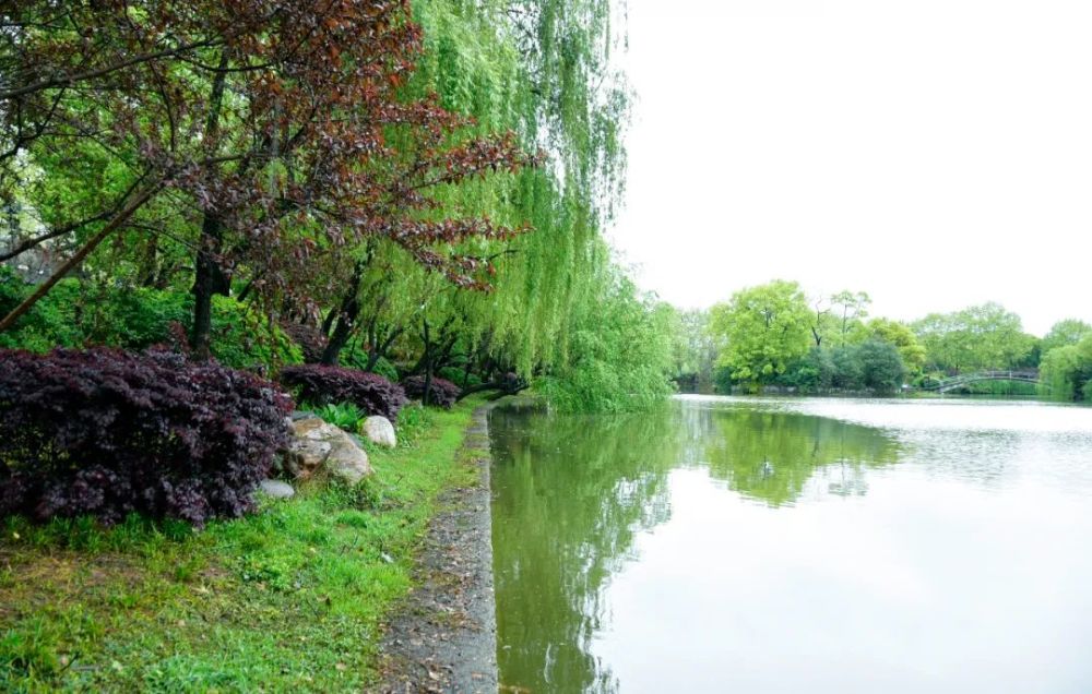 雨后公园,处处风景处处诗