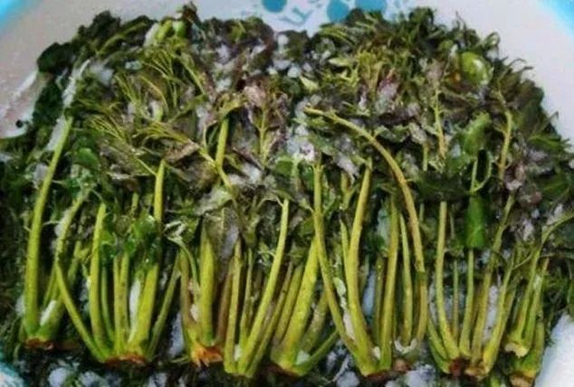 香椿飘香颍淮,吃货们一起"嗨