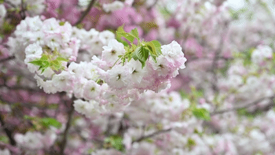 独家!漫步青龙寺樱花园,今年的赏花方式好不一样
