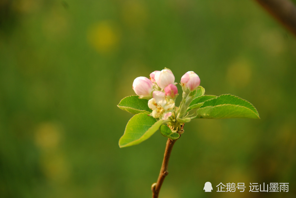 梨花,苹果花,樱桃花,这些盛开在春天的白花,您能分得清吗?