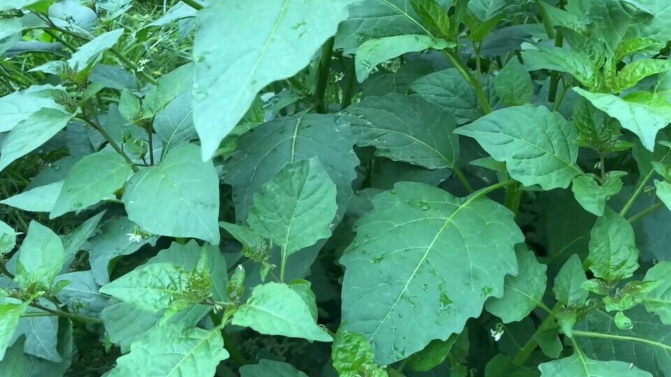 白花菜,野菜,龙葵
