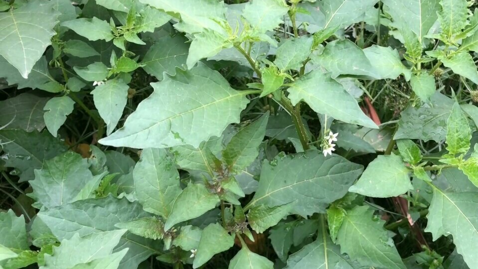 白花菜,野菜,龙葵