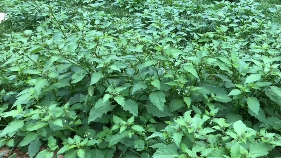 白花菜,野菜,龙葵