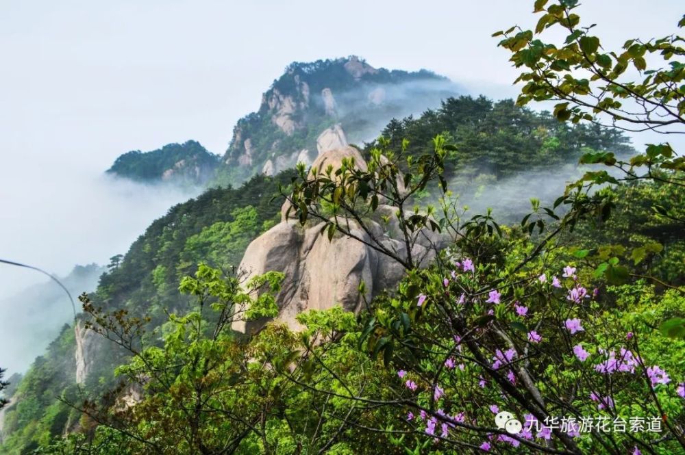 花台,杜鹃花,花台景区,九华山,樱花,高山杜鹃
