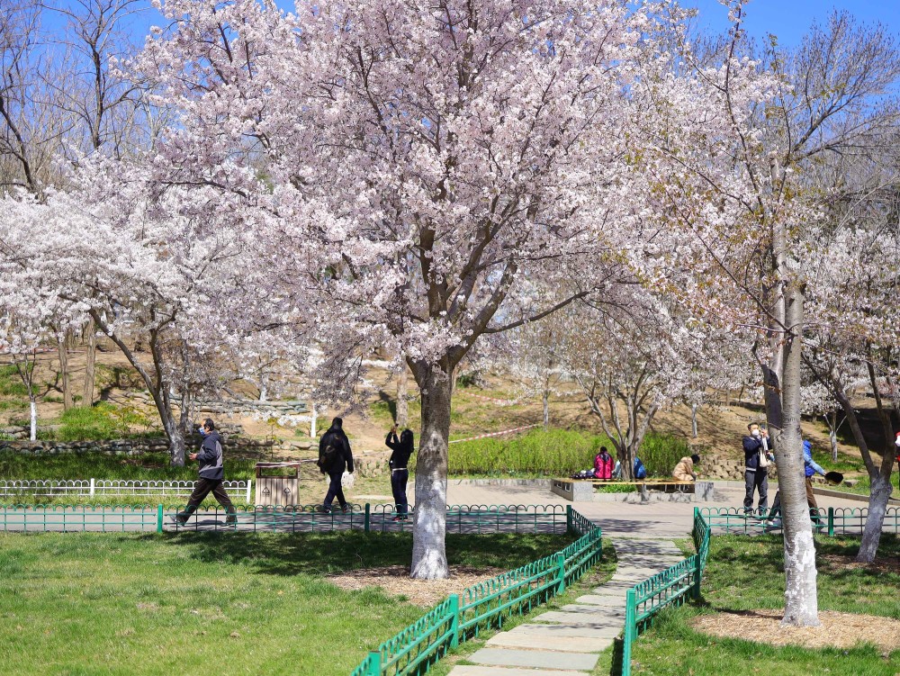 樱花,玉渊潭公园,北京的春天