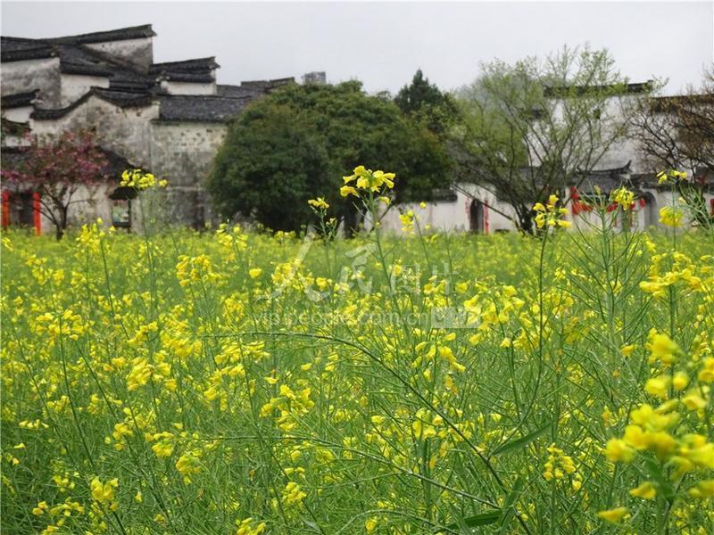 2020年3月29日,春雨绵绵,安徽黄山市黟县西递景区山岚飘荡,春花烂漫