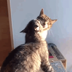 两只猫为谁先给对方洗脸大打出手,没见过这么谦让的场面