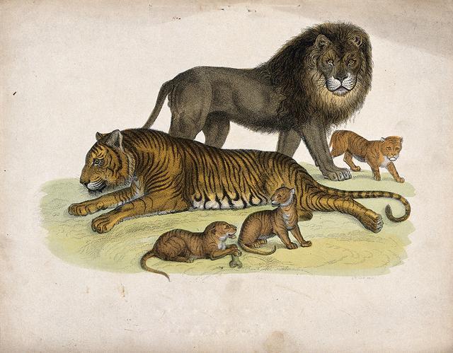 狮虎兽,老虎,狮子,野生动物,虎狮兽