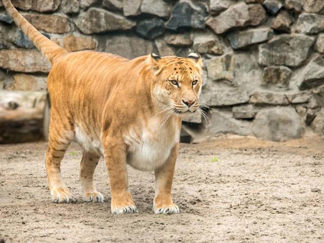 狮虎兽的身体会疯长?实际上雄狮的基因并不会让它无限