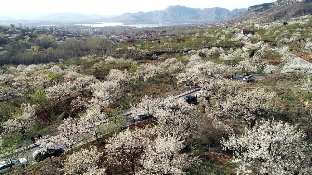 梨花,桃花竞相绽放,吸引众多游人前来赏花游玩,带动了当地乡村旅游业