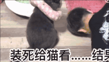 最后,来问问大家: 你想不想试一试在猫面前装死,你觉得你家猫会是