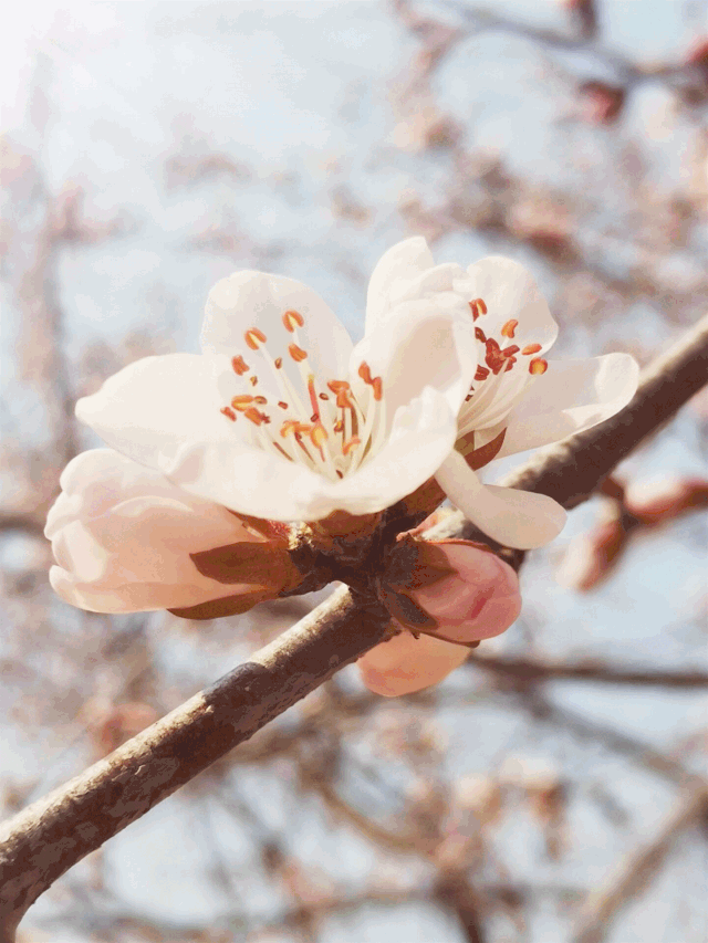 壁纸 花 桌面 640_853 竖版 竖屏 手机 gif 动态图 动图