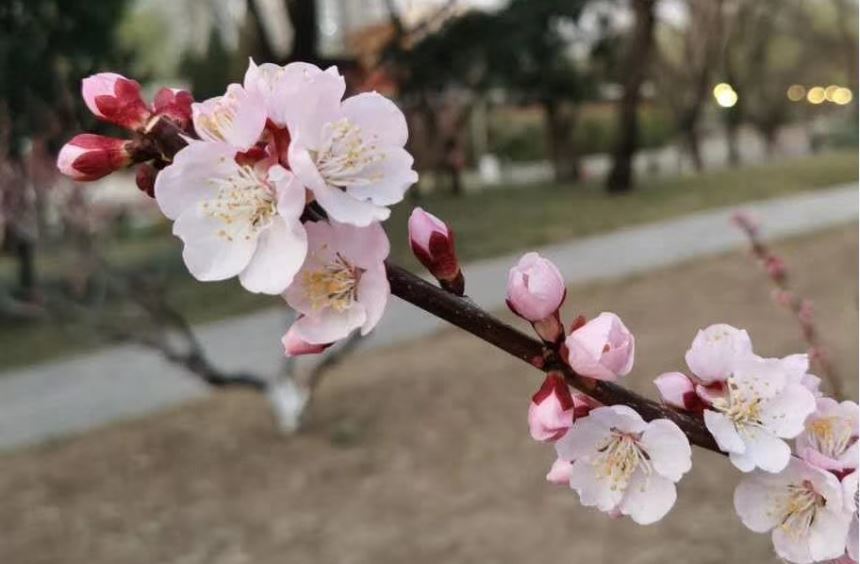 万紫千红,繁花不断:盘点整个春天的花仙子们