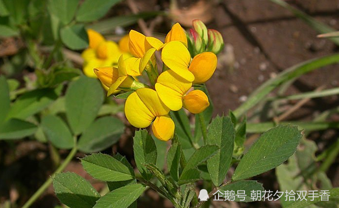 农村一种叫做"牛角花"的野草,是一种优质饲料,地下根茎可入药