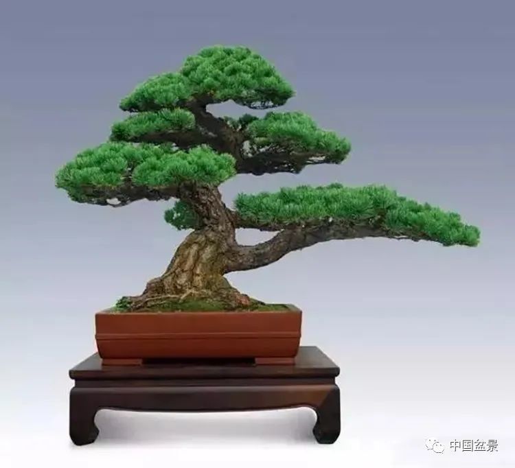 【唐】白居易 白金换得青松树,君既先栽我不栽.