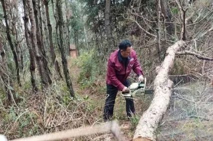 全省多地林业部门积极开展松材线虫病防治