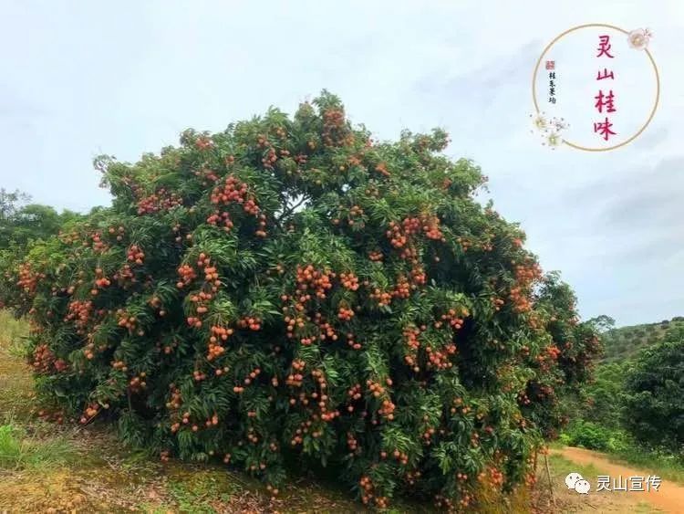 荔枝,灵山县委宣传部,灵山县,孙蕡,烟墩镇