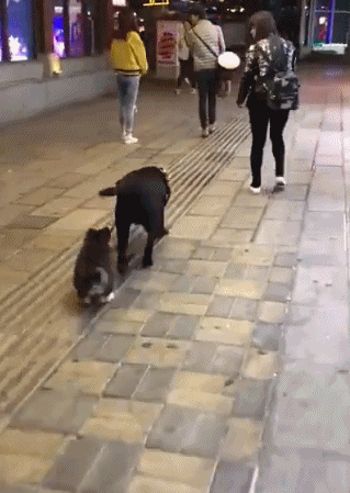 路遇一只贪玩不愿回家的哈士奇,被大狗直接强行拖走,太逗了!