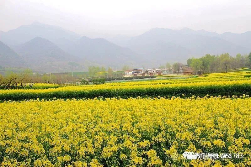 油菜花,西安,临潼,河堤路