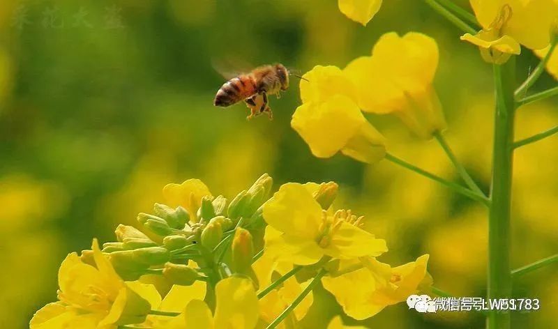 油菜花,西安,临潼,河堤路