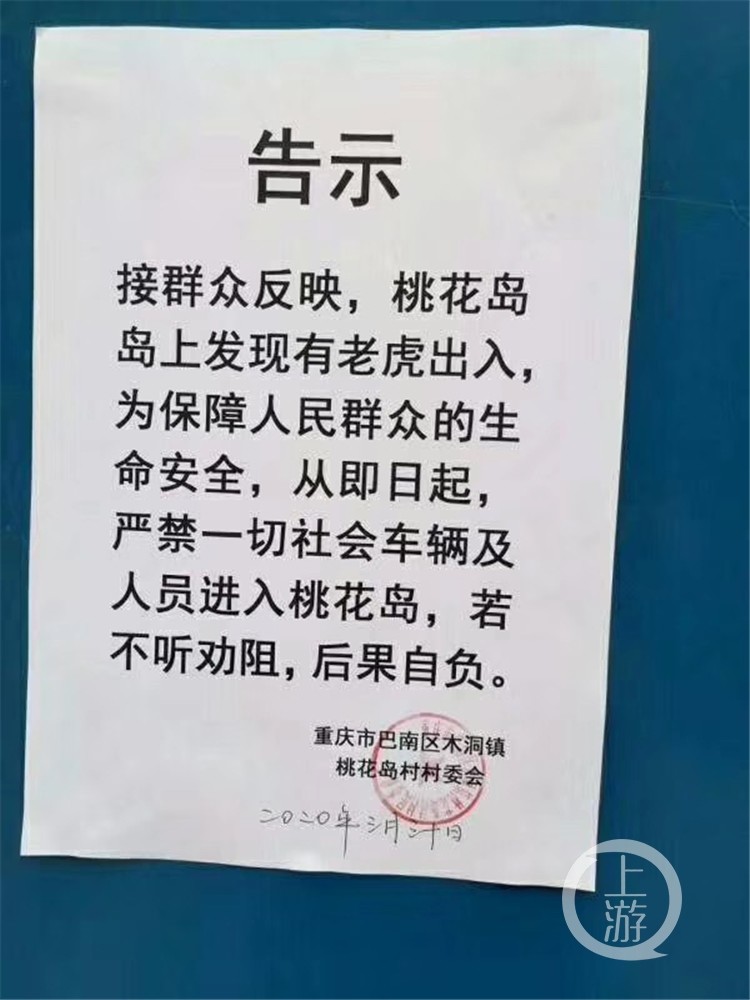 严禁社会车辆及人员进入木洞桃花岛有老虎出没 天天快报