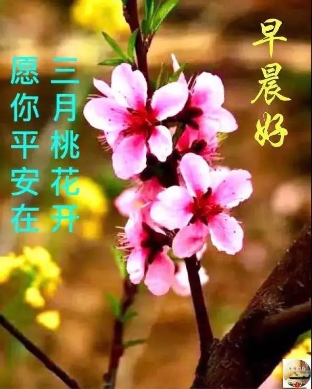 3月最后一天 超温馨早安祝福语短信幸福句子,漂亮的早上好鲜花问候语