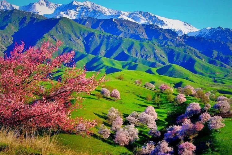 新疆伊犁春天风光