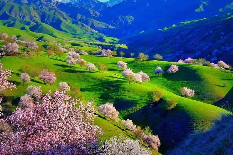新疆伊犁春天风光