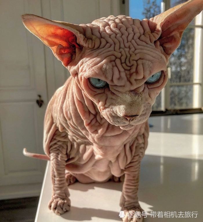 这只猫咪长相"邪恶",网友戏称它为:世上最恐怖的猫