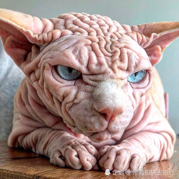 这只猫咪长相"邪恶",网友戏称它为:世上最恐怖的猫