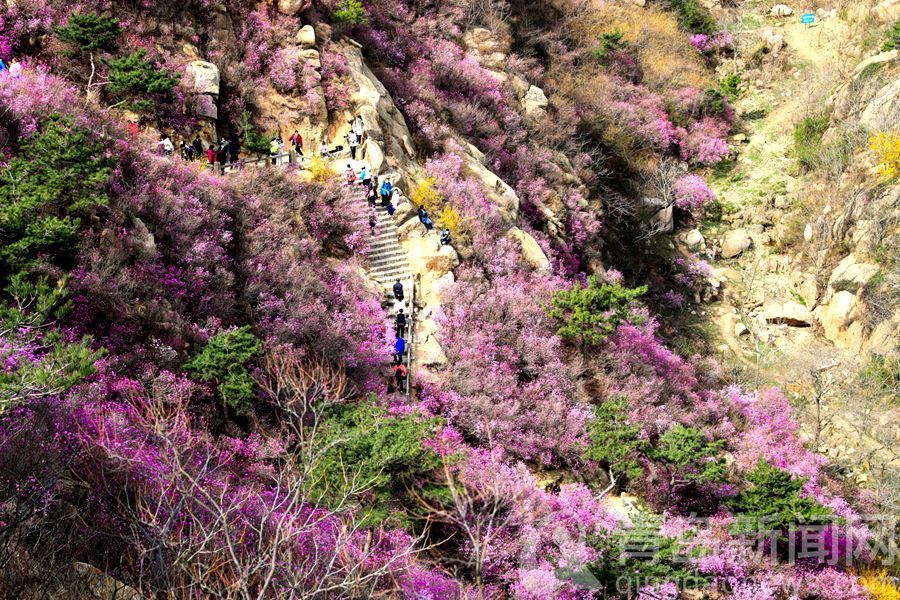 大珠山杜鹃花开早 连翘黄映衬杜鹃红