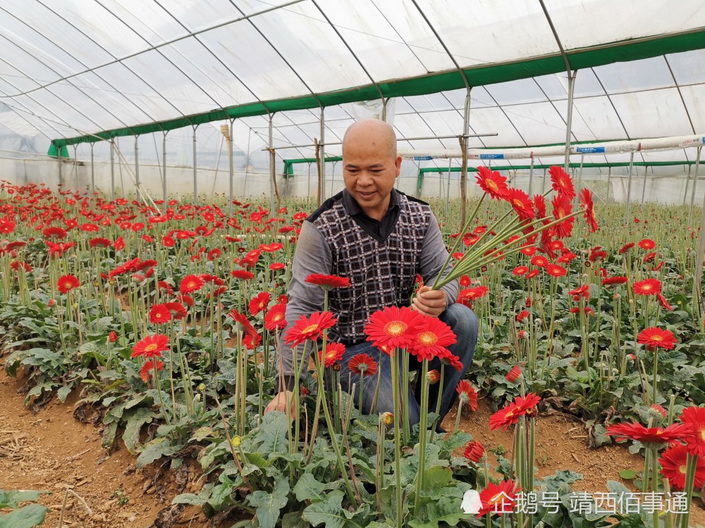 图为3月30日,靖西市渠洋镇怀书村花卉种植基地内种植户在采摘非洲菊花