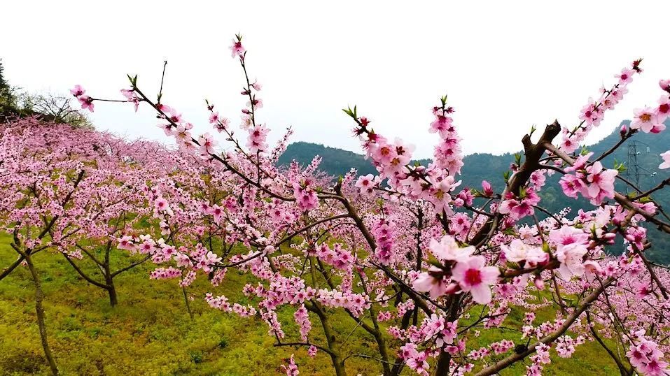 打卡永定区乡村"最美春景"——合作桥乡