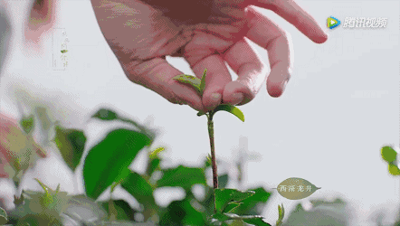 采茶知茶毫,一杯好茶尽在采制过程中
