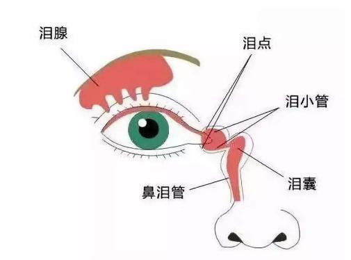 眼睛里藏着大秘密!经常流泪要注意,小心你是被它"选中"的人