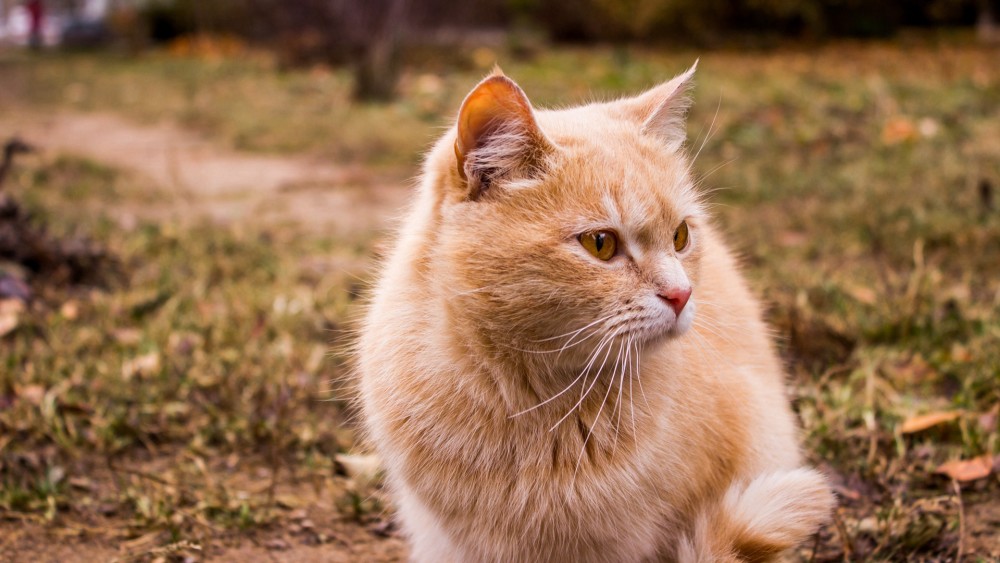 富含人生哲理文字:人,每一次的自我超越,是潜能无限的