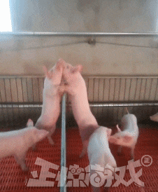 正惊gif:注孤生!小伙子打篮球,竟对篮筐下的女孩做出这种动作