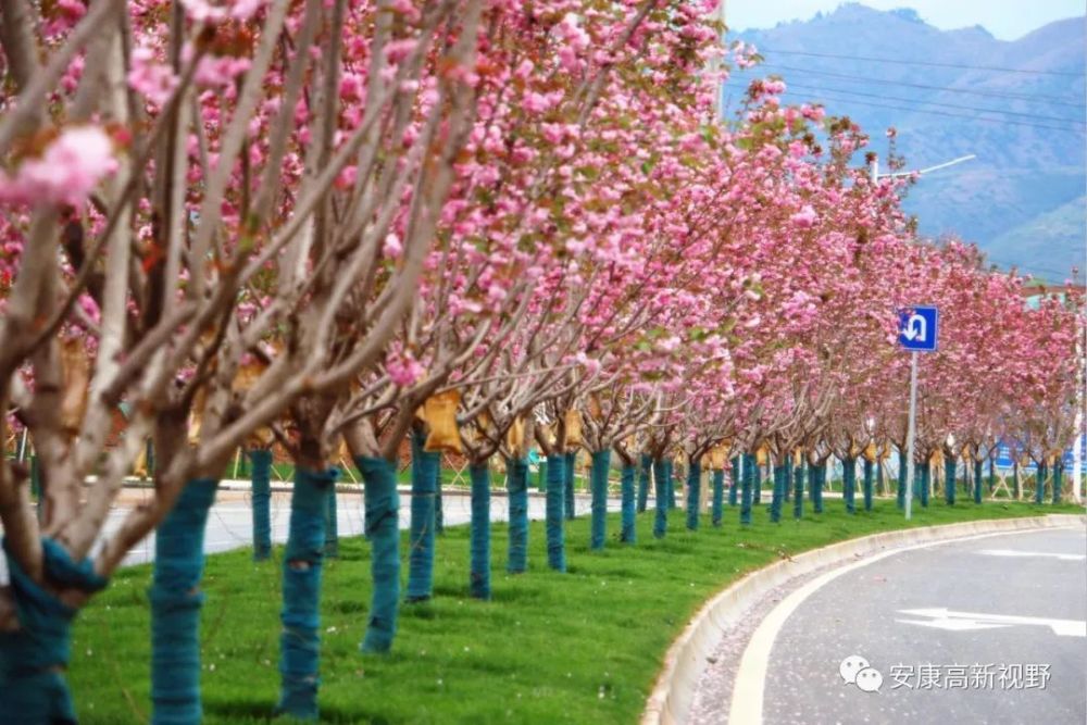 安康高新樱花已盛开,我们一起去看樱花吧!