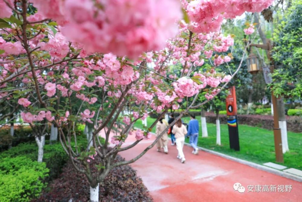 安康高新樱花已盛开,我们一起去看樱花吧!