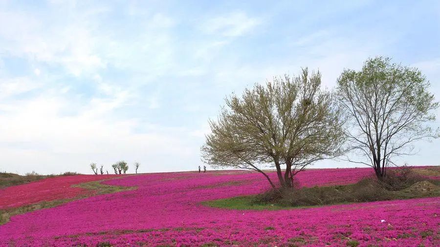 春回汝州之硕平花海百花齐放