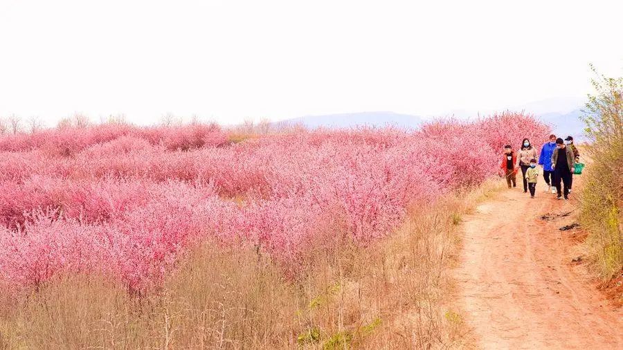 春回汝州之硕平花海百花齐放