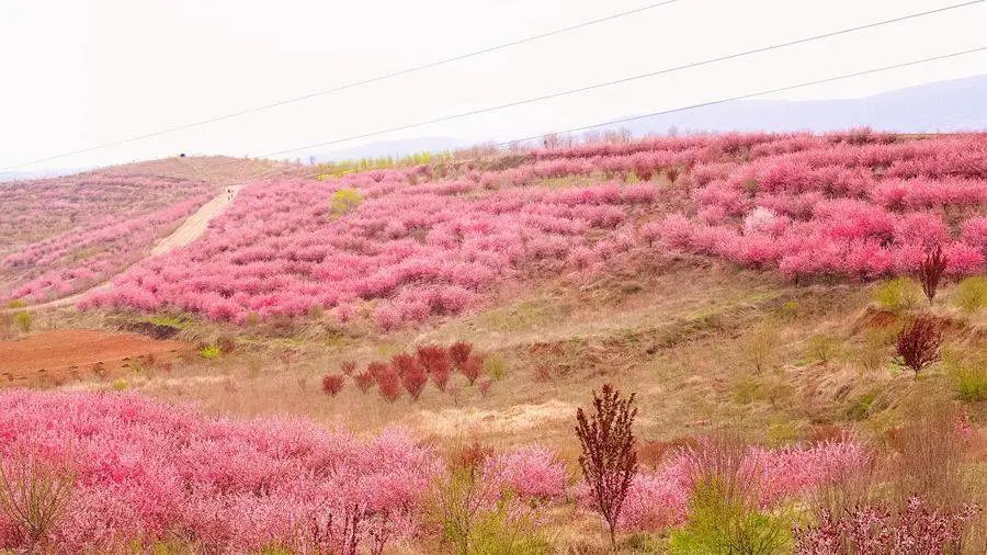 春回汝州之硕平花海百花齐放