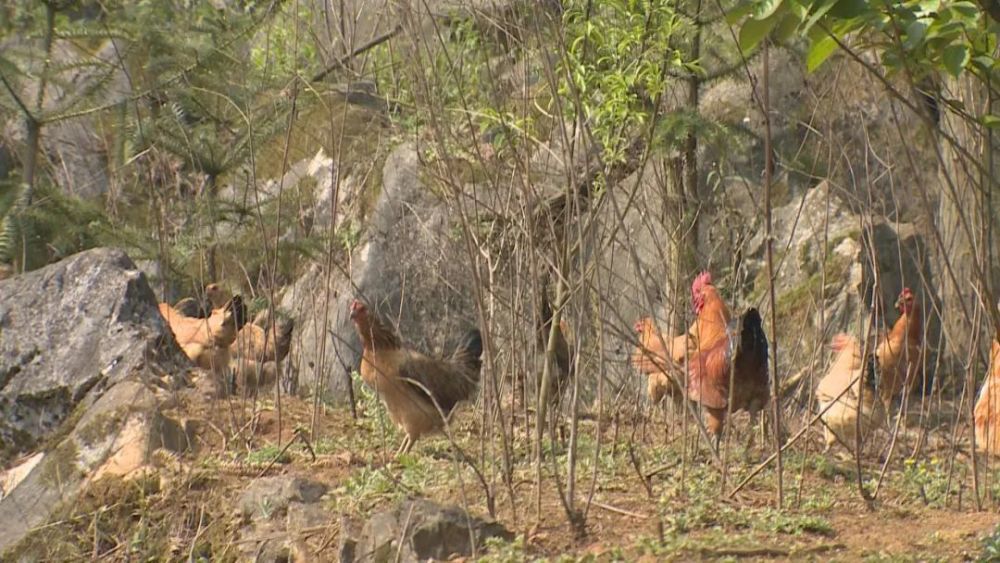 岩脚镇联合村:林下养土鸡 致富有门路