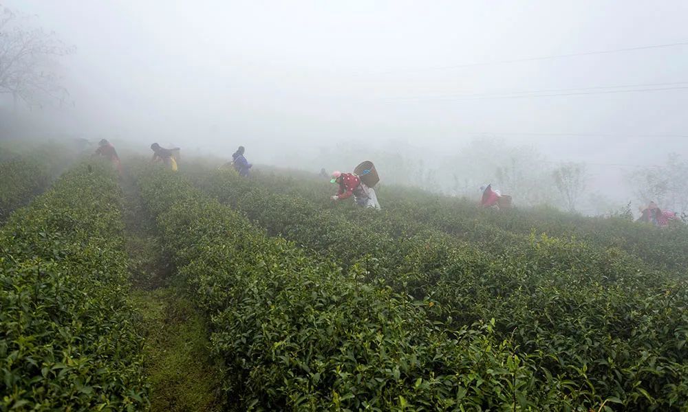 重庆白象山茶园大雾弥漫,茶农忙采收