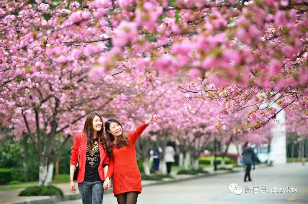 樱花,中国科学技术大学,樱花大道