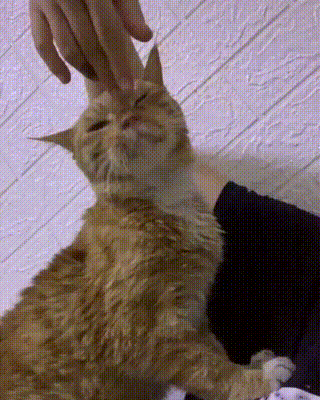 同为橘猫,命运截然不同,看着受尽宠爱的家猫,流浪猫满眼羡慕