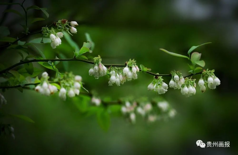 蓝莓花满枝,甜美香若诗