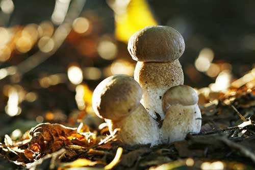 双孢蘑菇,蘑菇,食用菌生产,食用菌,香菇,自然—通讯